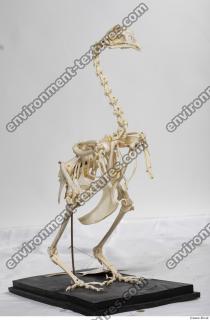 hen skeleton 0034